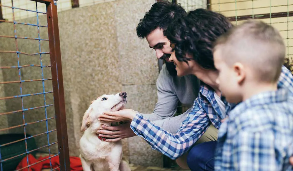 así cambian los perros al ser adoptados