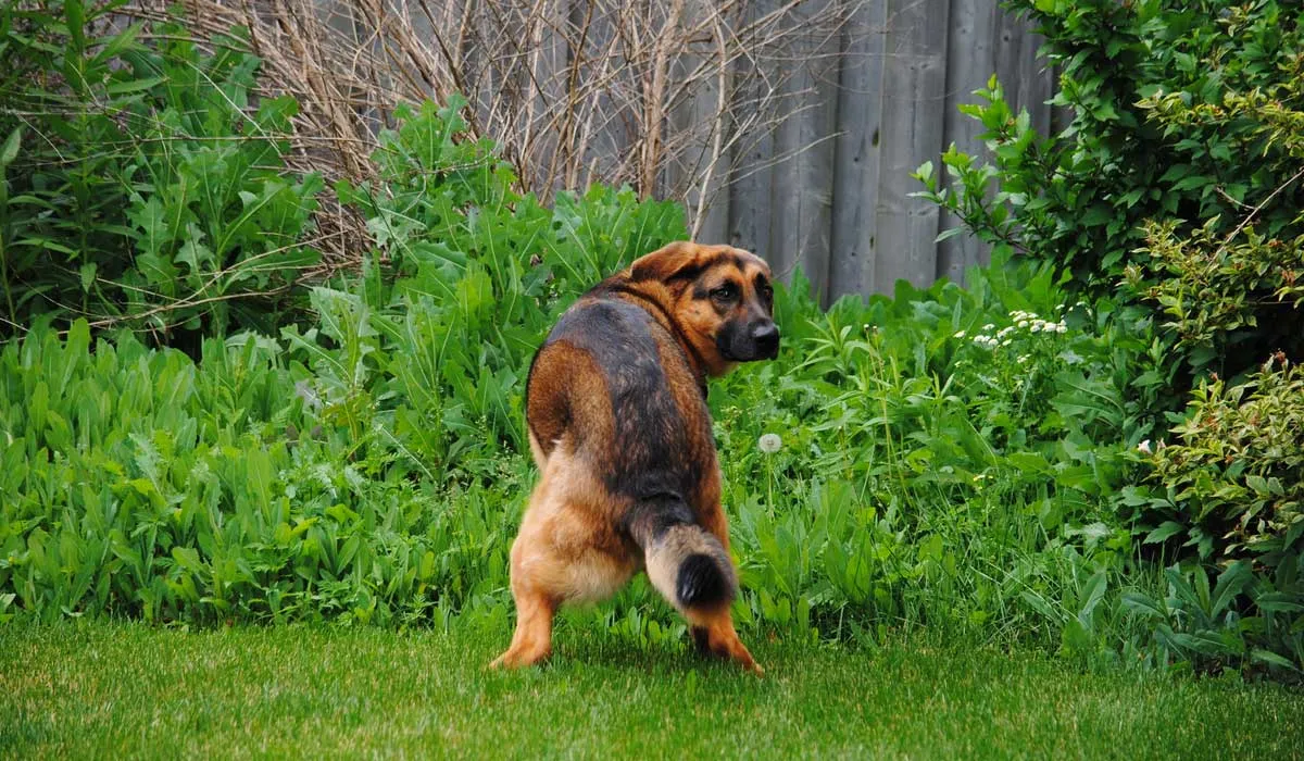 ahora ya sabes por qué los perros dan vueltas para hacer del baño