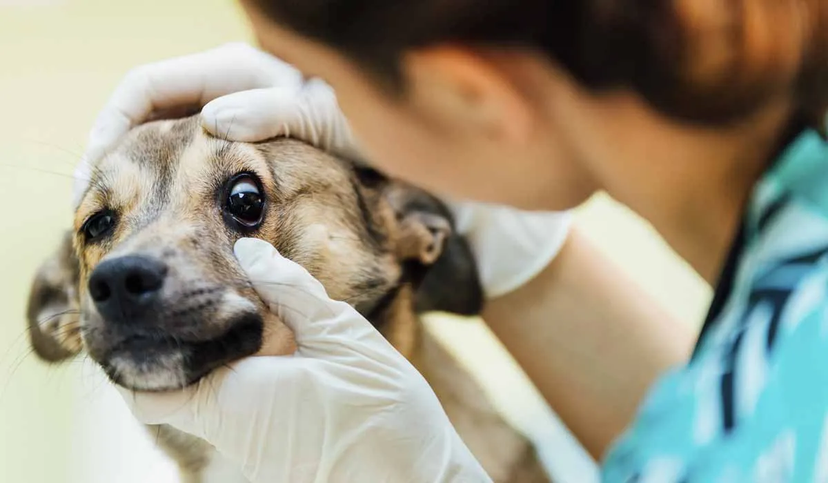 Cuidado con las enfermedades oculares de perros y gatos