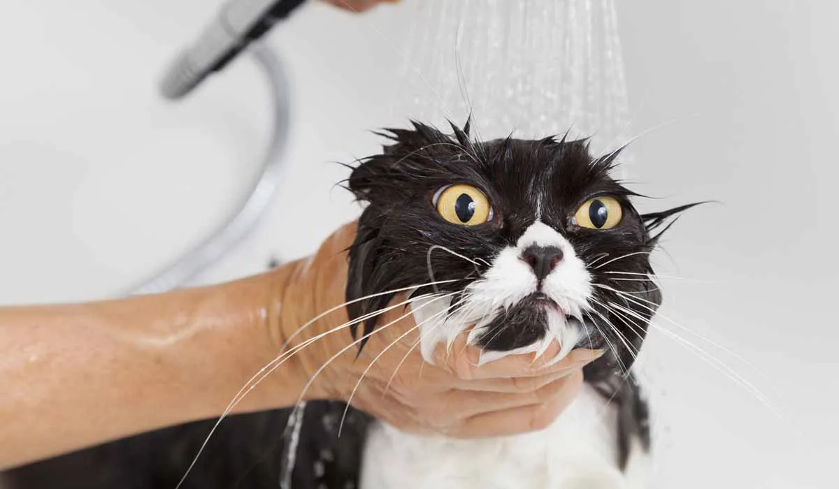Razones que pueden causar estrés en tu gato