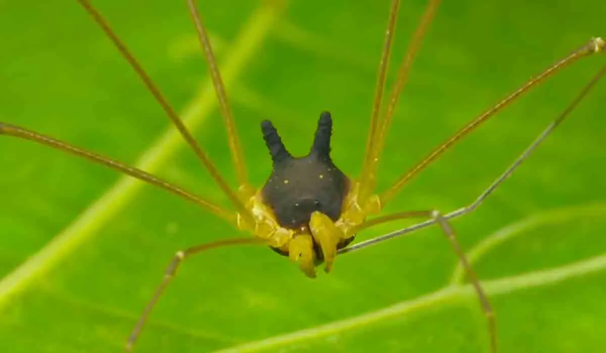 Descubrieron en Ecuador una araña con “cara de perro”