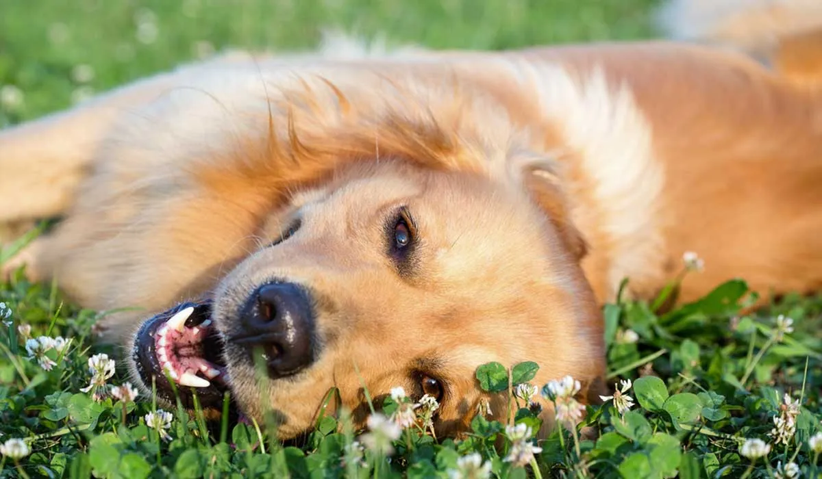 señales para saber si tu perro es feliz