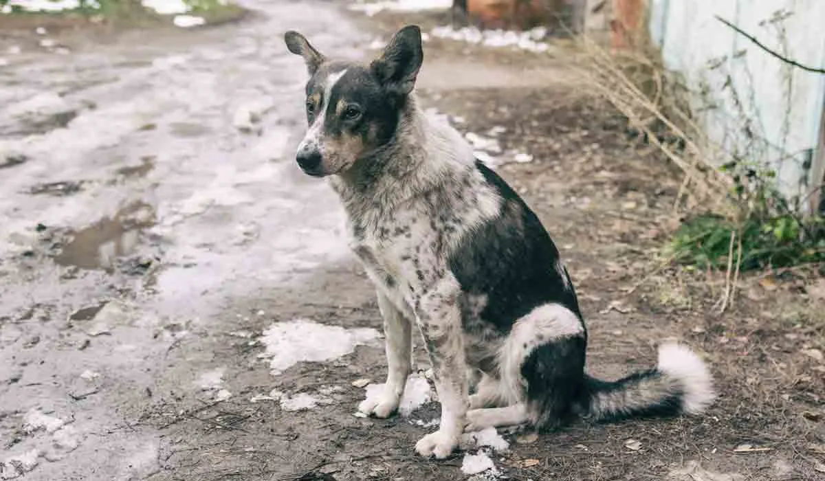 Cómo ayudar y proteger a los animales sin hogar del frío
