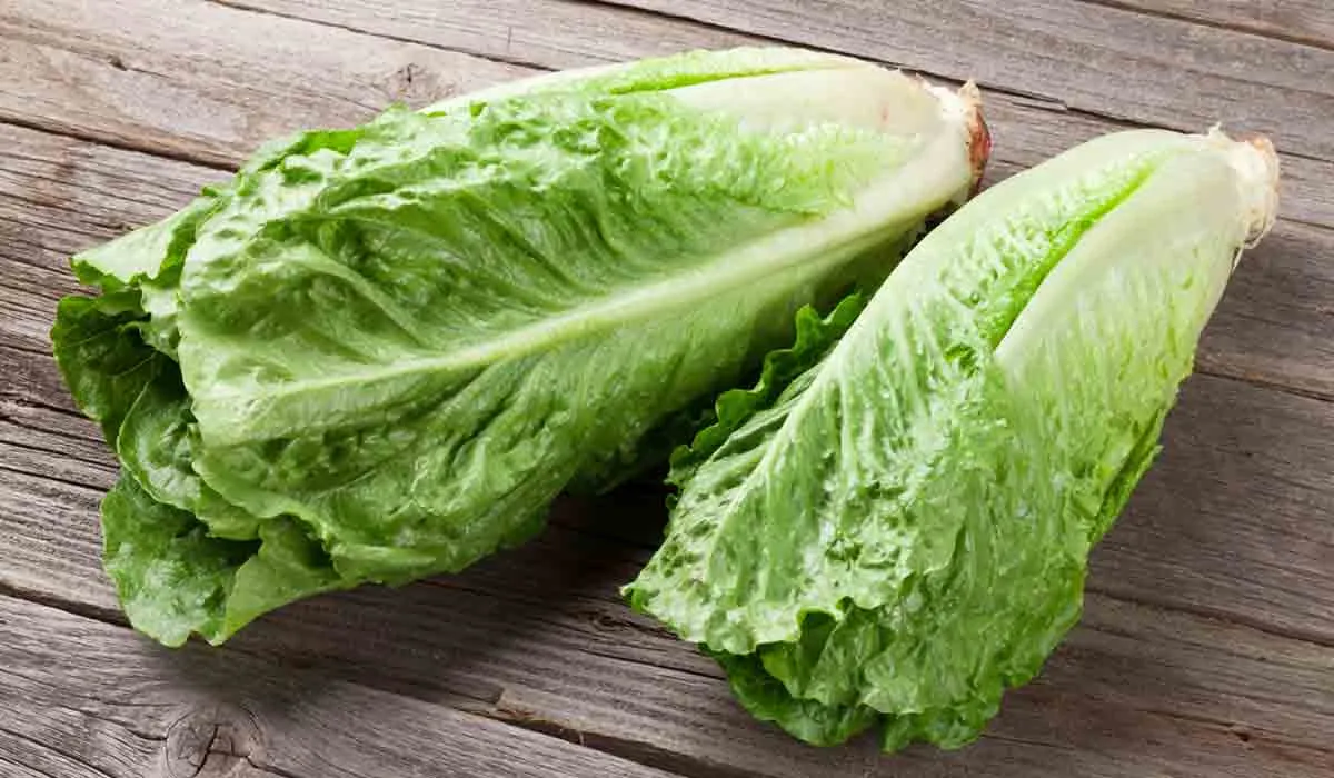 Alertan sobre el consumo de lechuga romana en Estados Unidos y Canadá
