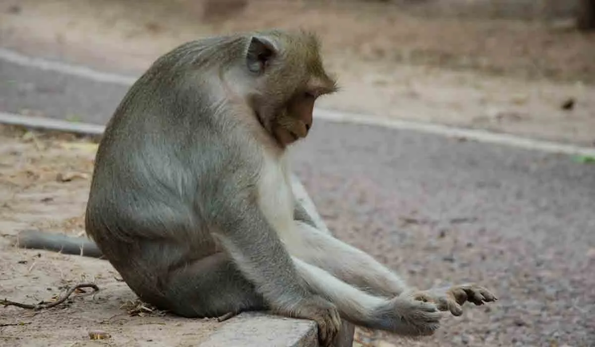los animales también sienten la pérdida de un ser querido