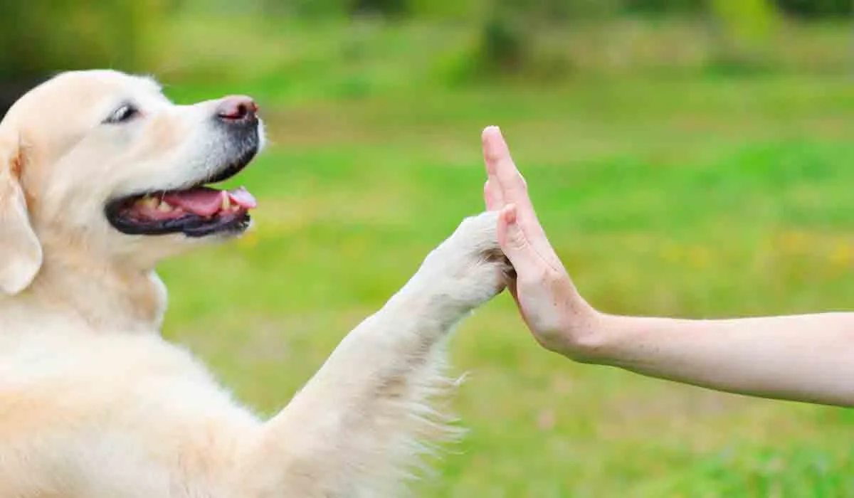13 maneras simples de saber si tu perro es inteligente