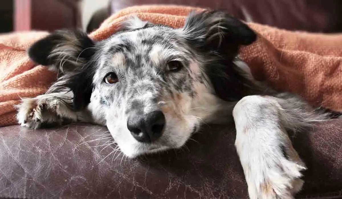 ¿Qué cuidados debo dar a mi perro cuando se enferma?