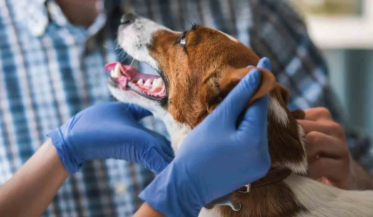 Los perros de casa pueden causar graves enfermedades a los humanos