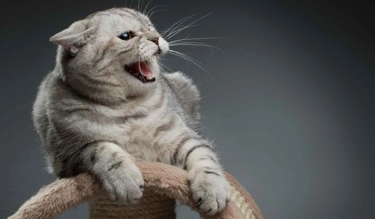 esto molesta a tu gato