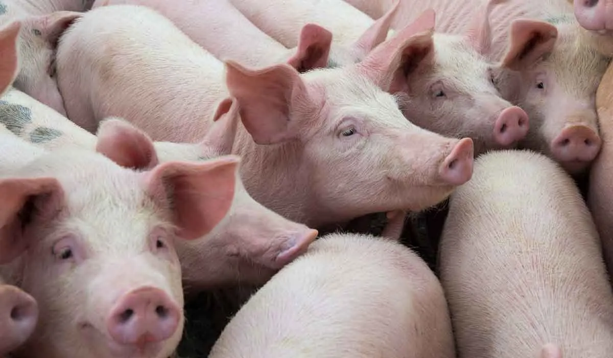 la carne de cerdo no es dañina