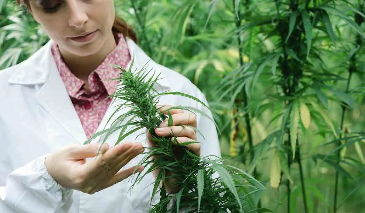 Iniciativa sobre la marihuana: qué sí y qué no se va poder