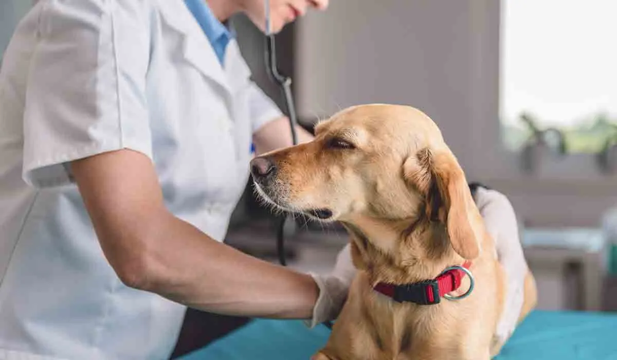Parásitos en mascotas podrían enfermar a familias