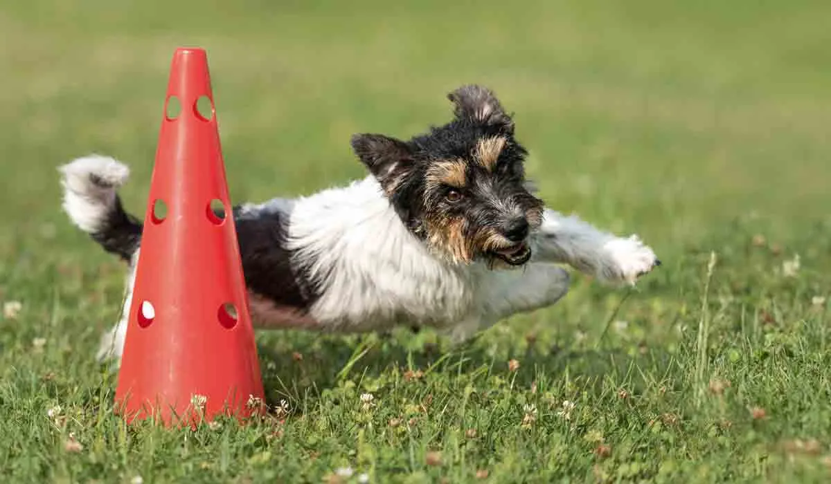 Superpoderes que demuestran la superioridad de perros sobre humanos