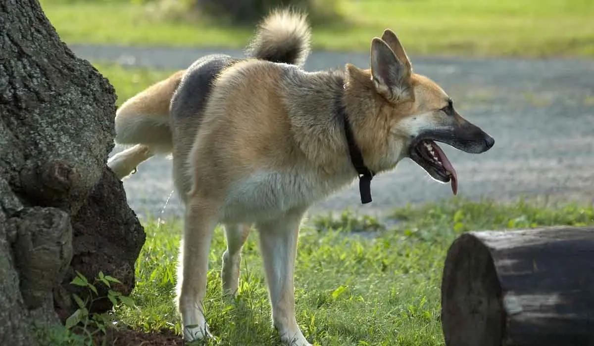 por qué los perros patalean el pasto