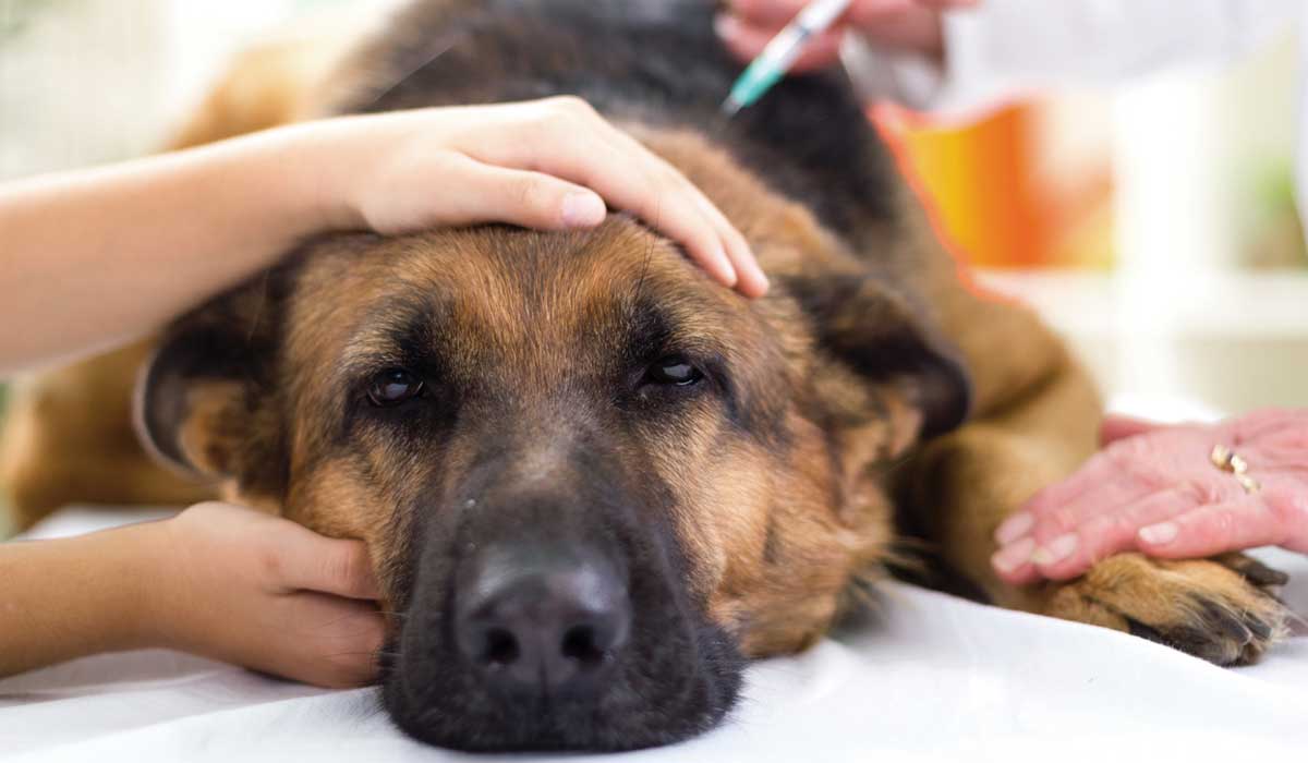 10 señales silenciosas de que tu perro sano realmente está enfermo