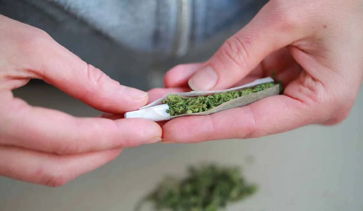 No habrá permiso automático para uso lúdico de la marihuana: COFEPRIS