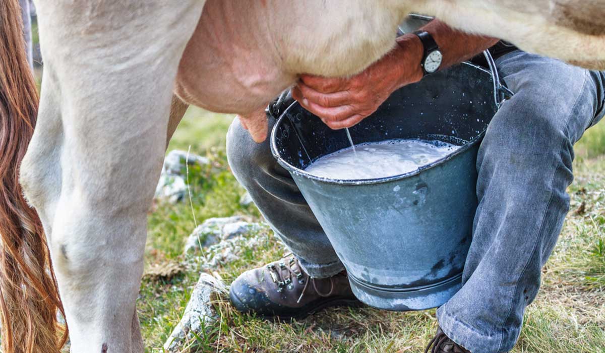 ¿Cómo se llama la enfermedad por tomar leche bronca?