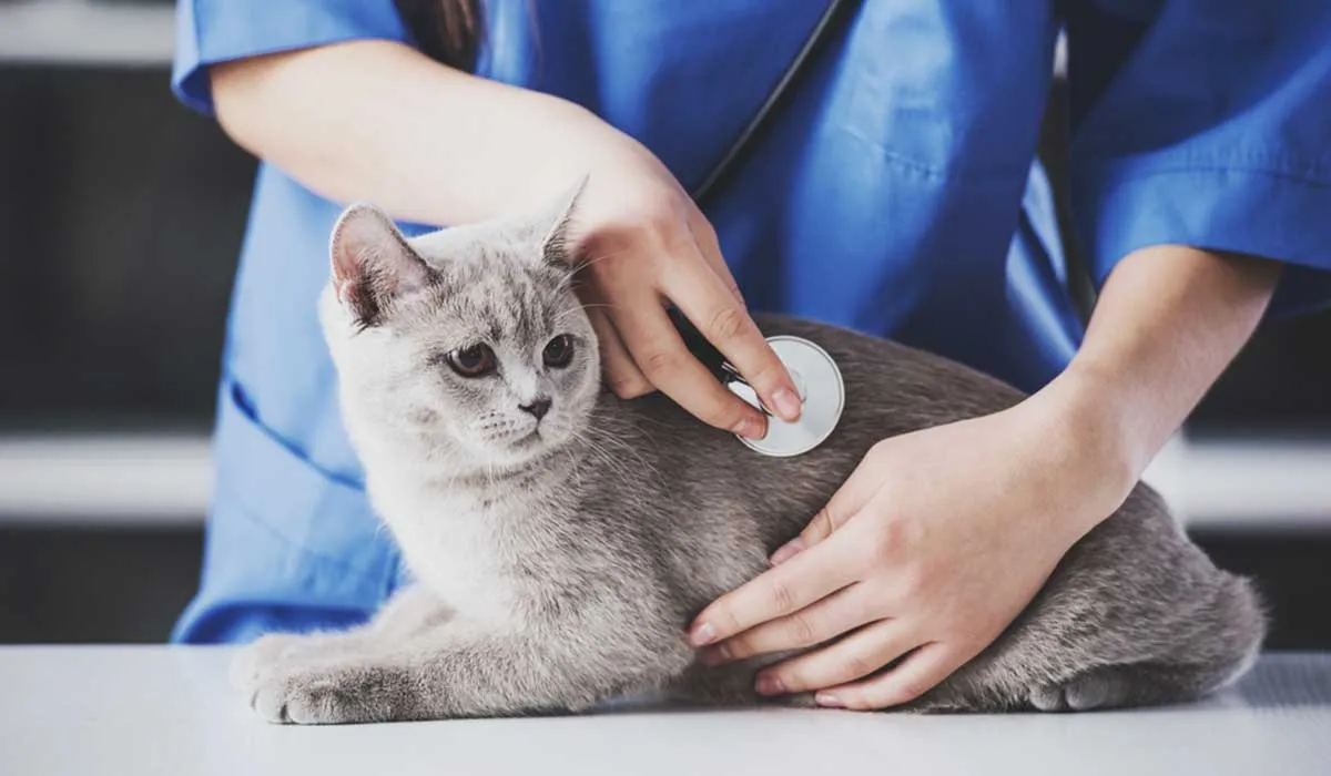 ¿Qué hacer si tu gato tiene problemas urinarios o renales?