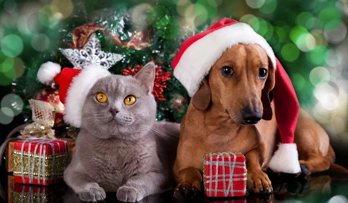 Como lidiar con nuestras mascotas en la época navideña