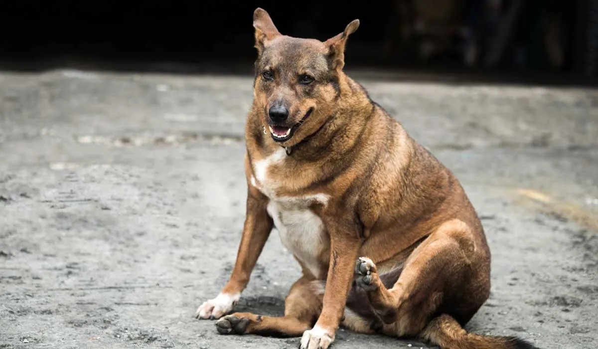 Las mascotas reflejan los malos hábitos de sus dueños