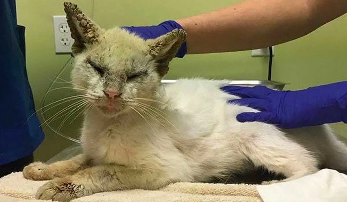 El gato no podía abrir los ojos, y los cautivó cuando logró hacerlo