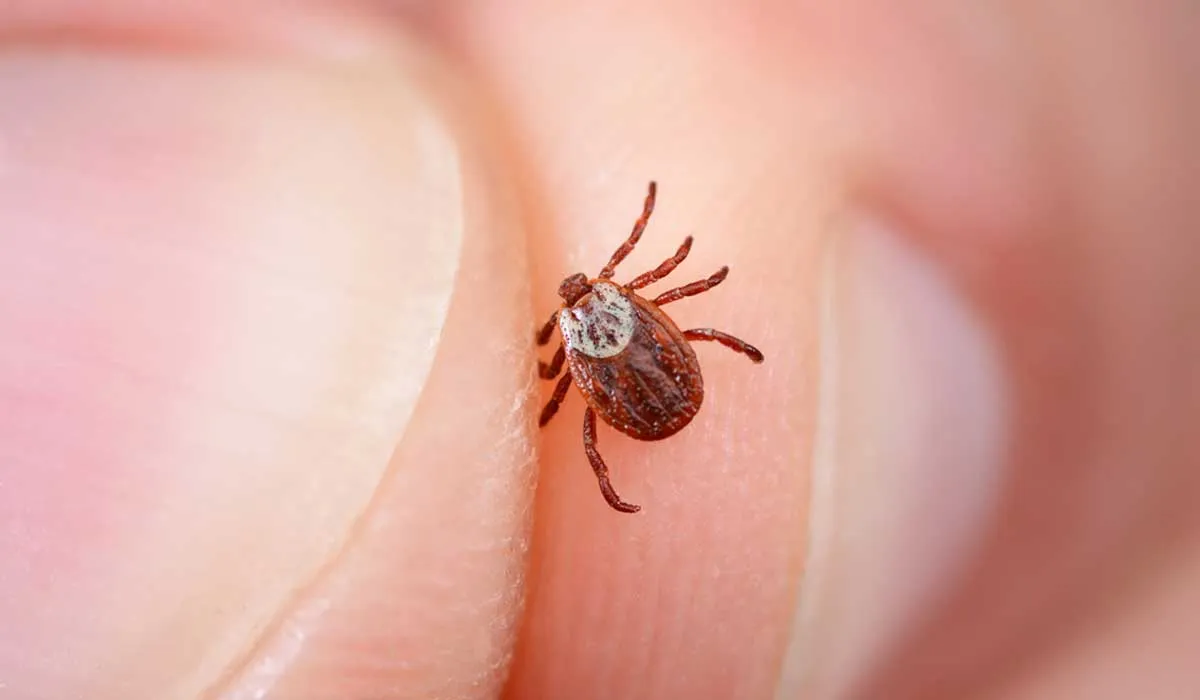 cuidado con la picadura de la garrapata
