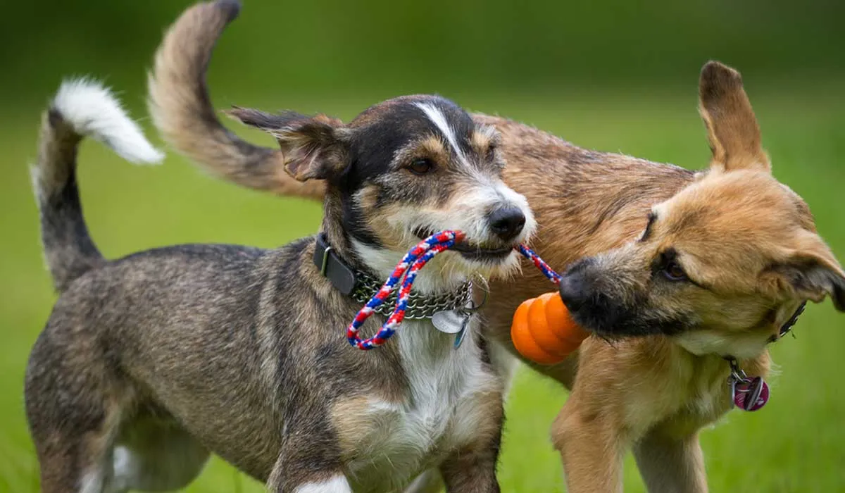 Los perros mestizos son los favoritos en México