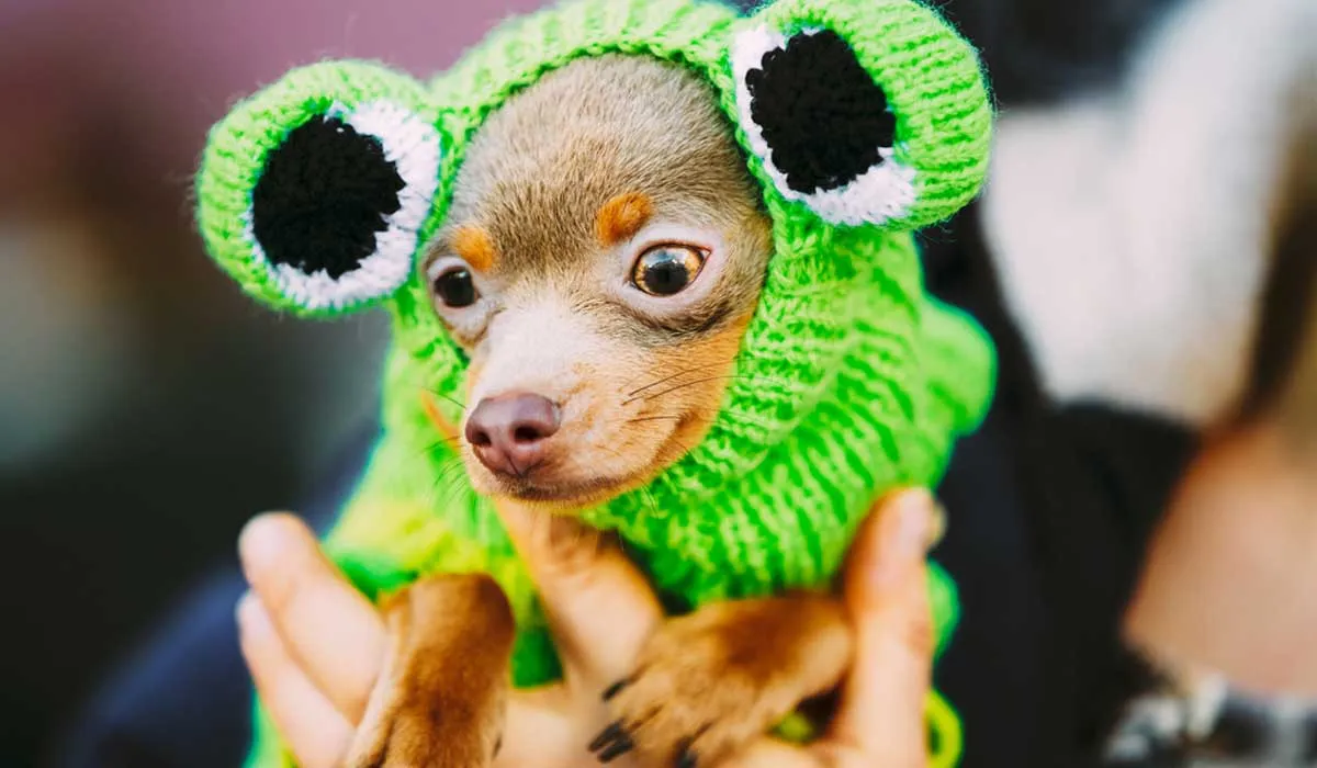 consejos para tener un perro Chihuahua