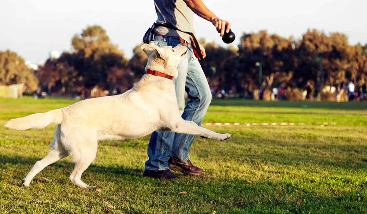 tu perro quiere que le hagas esto