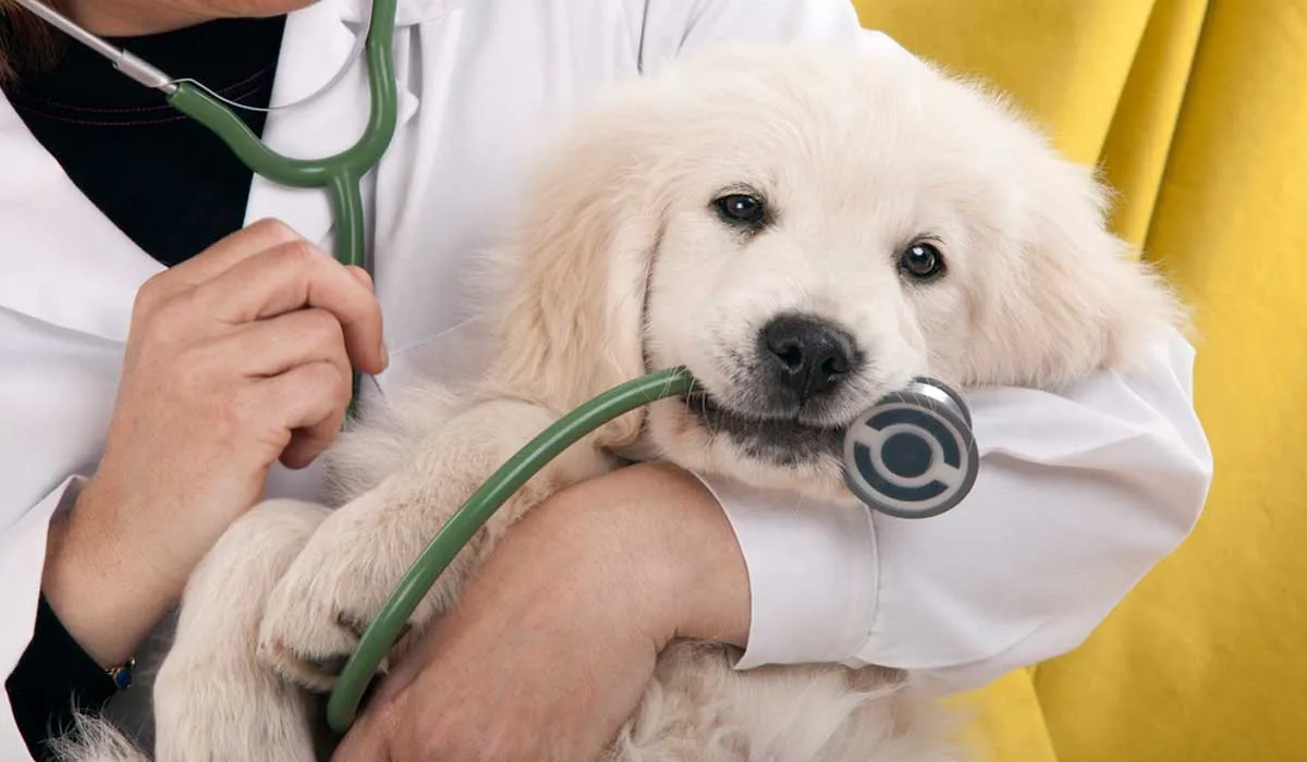 10 secretos que tu veterinario no te dirá