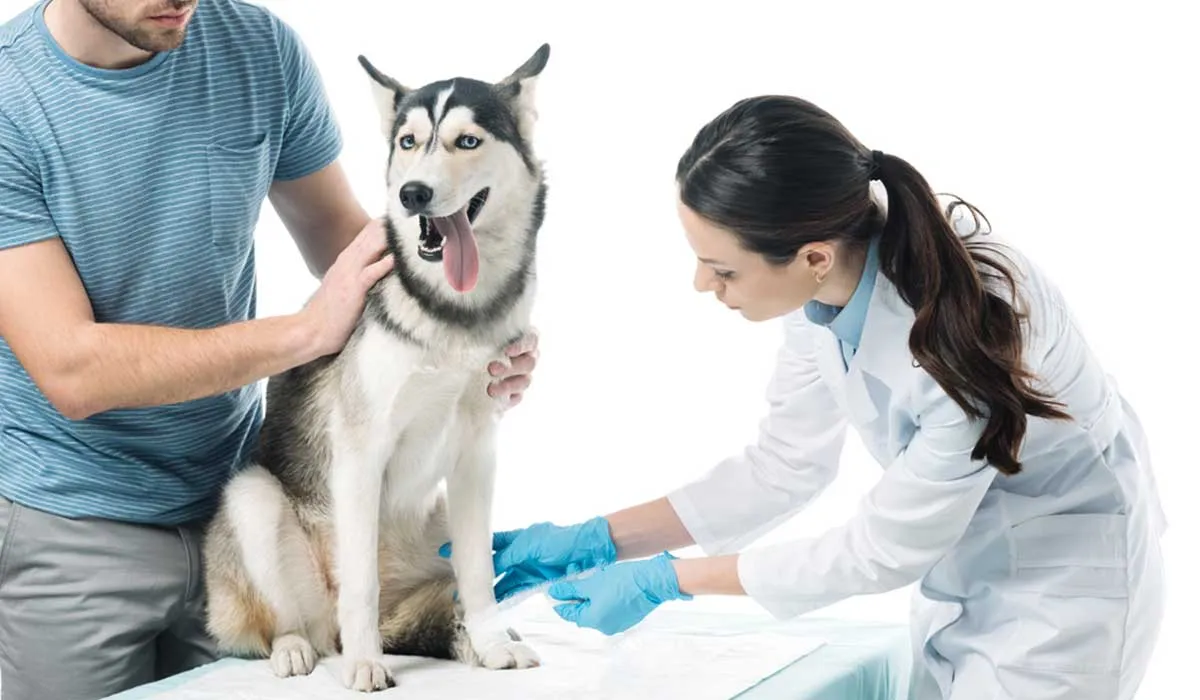 A los perros también les da artritis