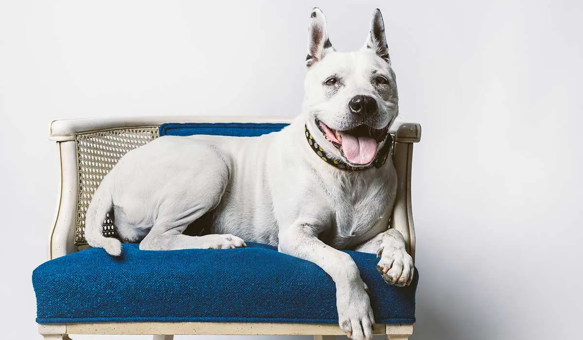 Razones por las que tu perro jadea y que tú puedes preocuparte