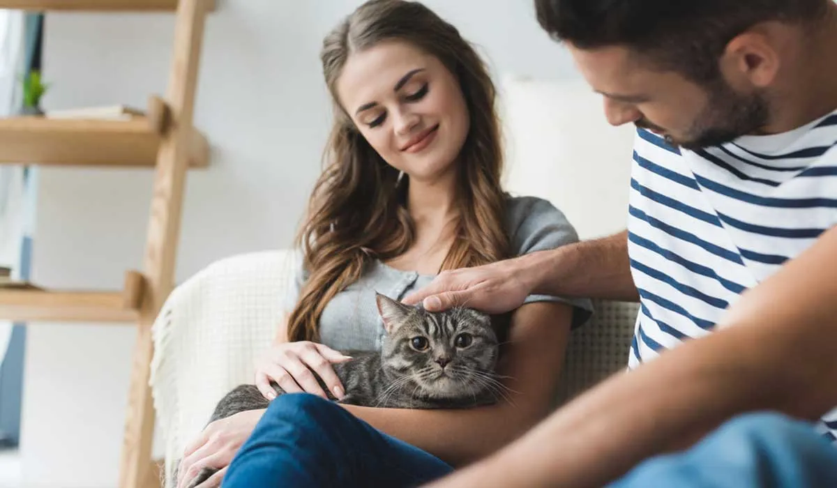 ¿Quieres un gato cariñoso? Estas 5 razas son tu mejor opción
