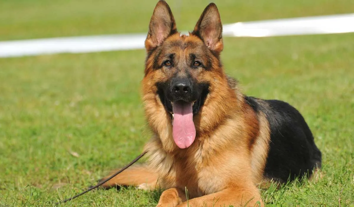 las mejores razas de perros para correr