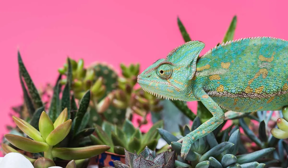 De animales silvestres a mascotas