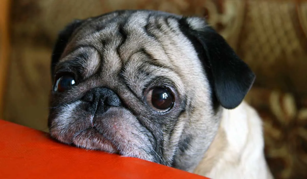 ¿En qué está pensando tu perro?