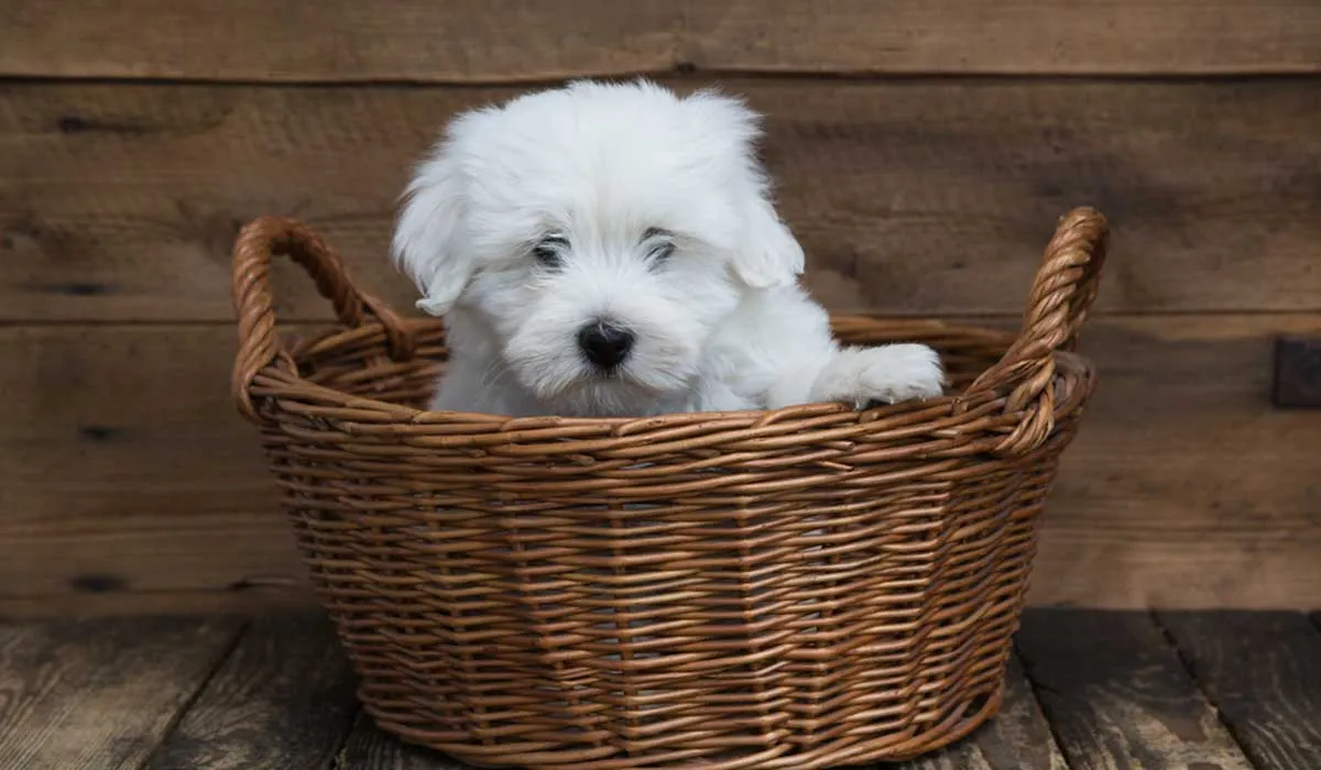 razas de perro llamadas taza de té