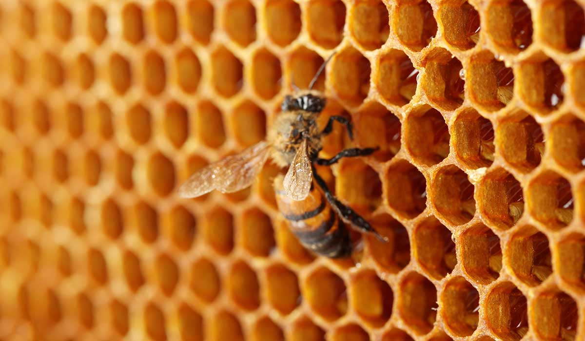 Convertir popotes usados en colmenas para la preservación de las abejas