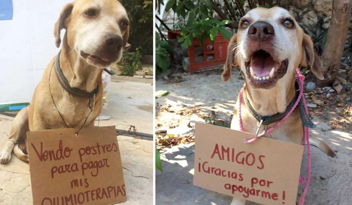 Este perrito vende postres para poder pagar sus quimioterapias