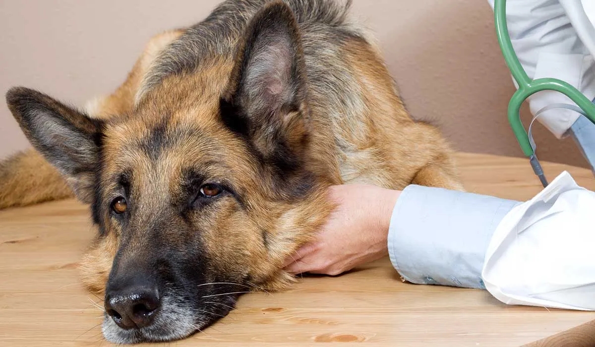 debemos estar preparados para la vejez de nuestros perros