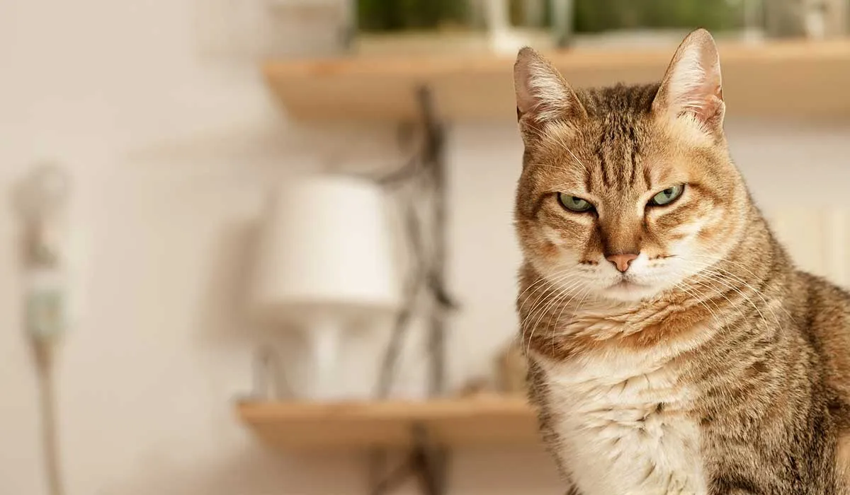 ¿los gatos de verdad saben su nombre?