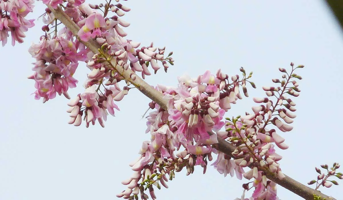 beneficios del cacahuananche