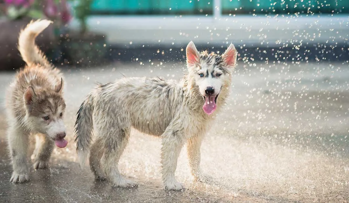 Recomendaciones para proteger a tu mascota  en temporada de lluvias