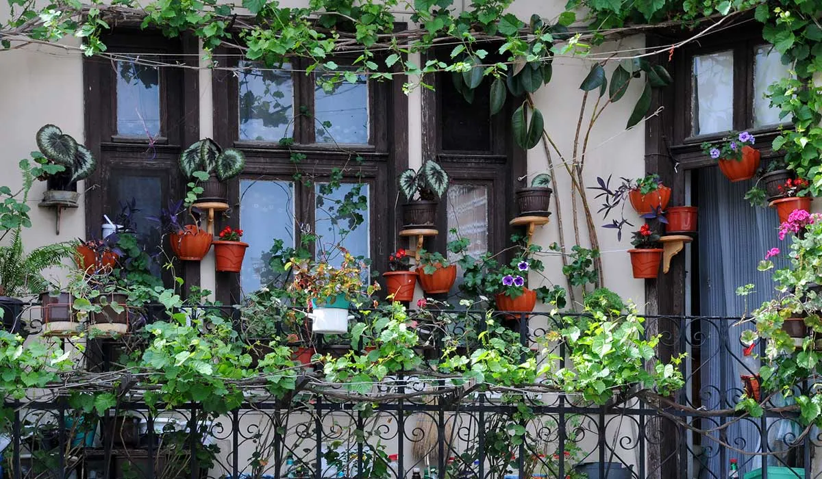 santuario de plantas en tu casa