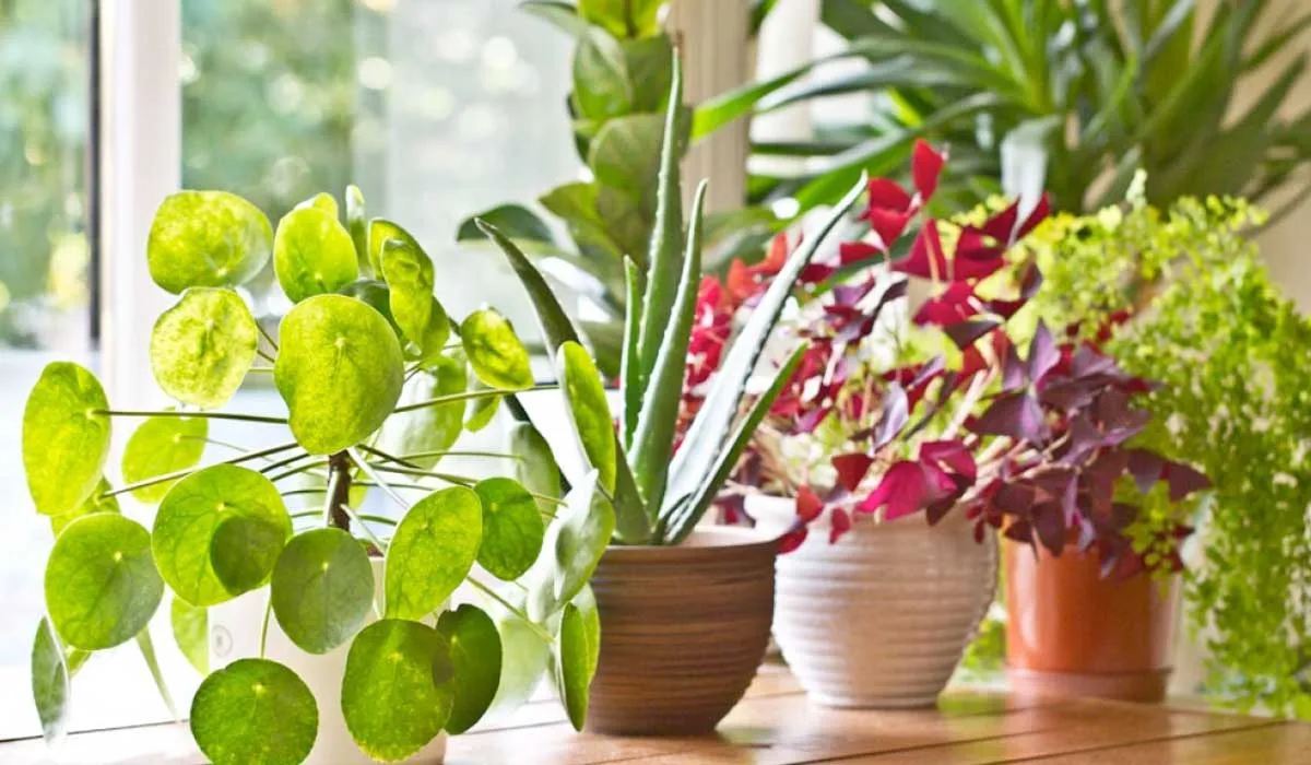 plantas para tu casa que te conviene tener
