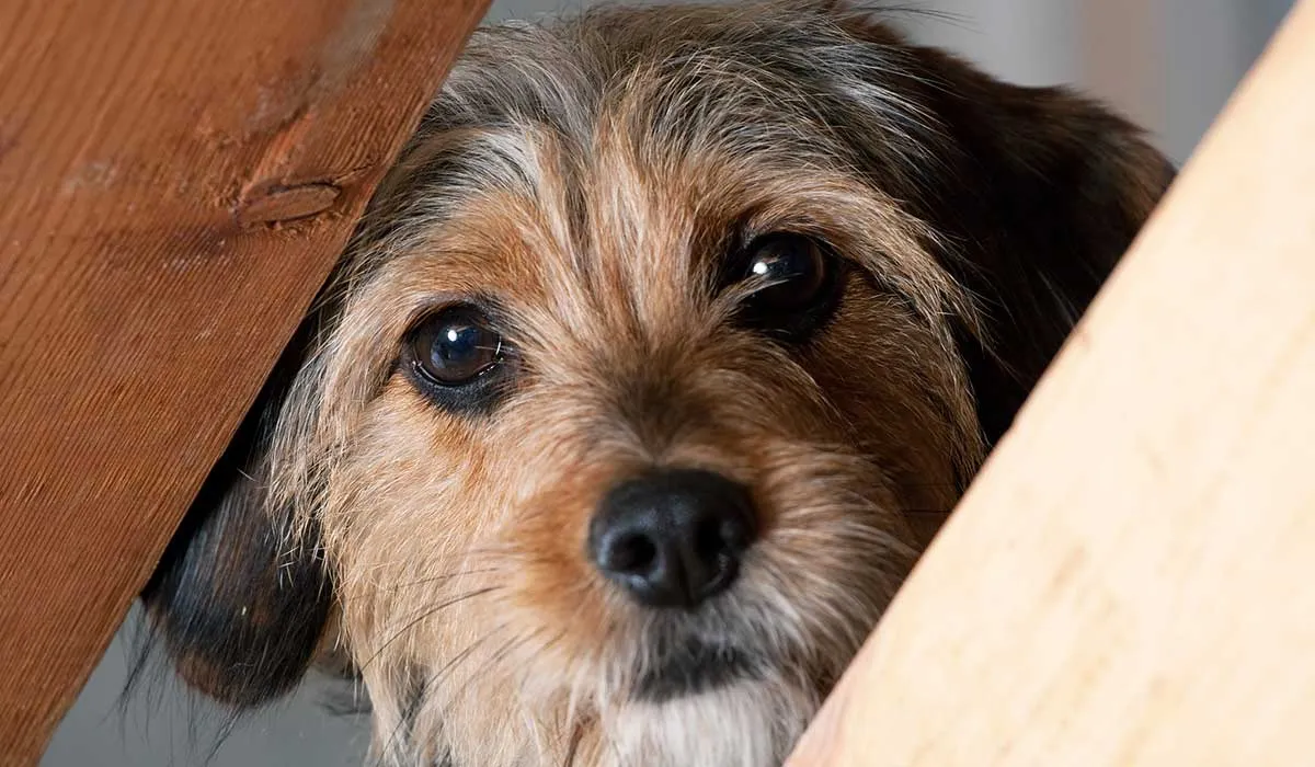 esterilización de mascotas