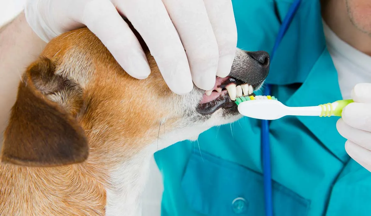 cuida la salud oral de tu perro