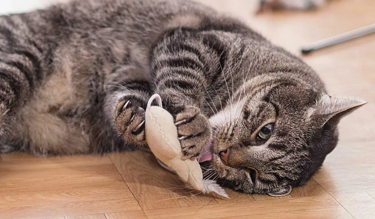 cómo saber si tu gato está a gusto en tu casa