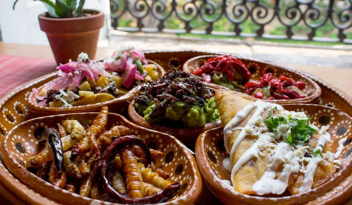 por qué es bueno comer insectos