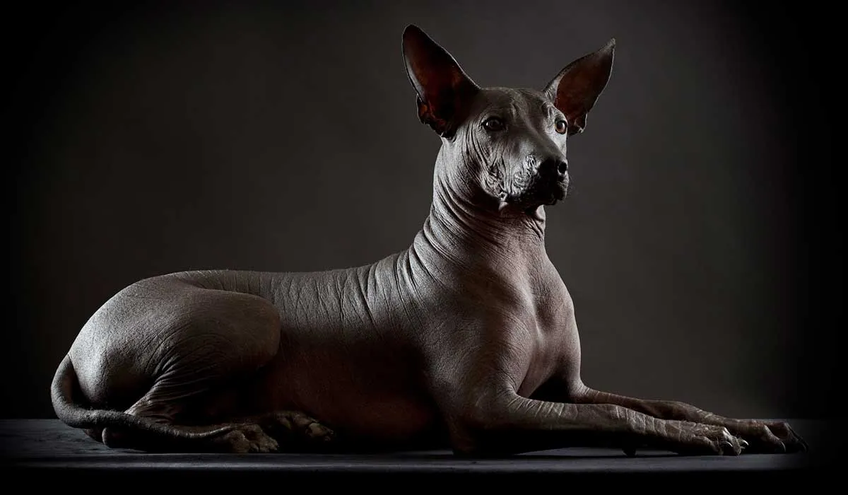 ¿Sabías que el xoloitzcuintle necesita cuidados cutáneos especiales?